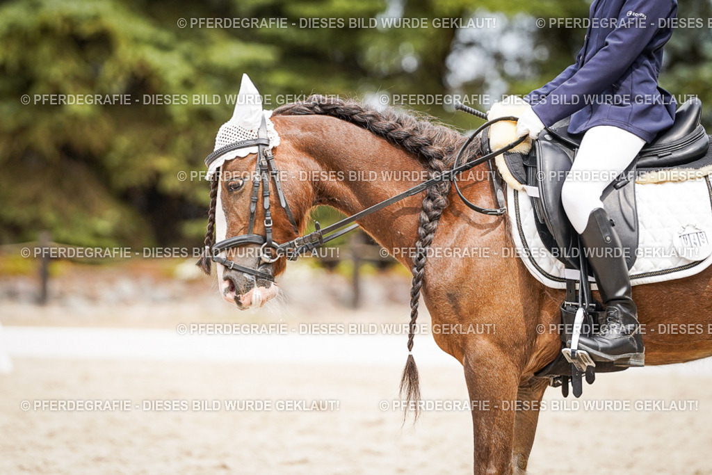 DSC04430 | Pferdegrafie