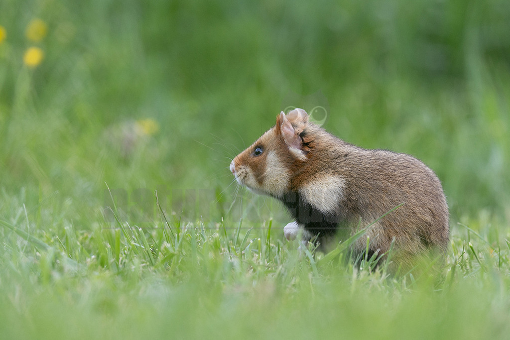 R6NF7819_20240511 | Der Feldhamster (Cricetus cricetus) ist die einzige Art der Gattung Hamster in Europa und etwa so groß wie ein Meerschweinchen. Er legt einen weit verzweigten Bau unter dem Acker an. Der hübsche Nager ernährt sich von Getreide und anderen Feldfrüchten und hält von circa Oktober bis April einen festen Winterschlaf. - Realisiert mit Pictrs.com