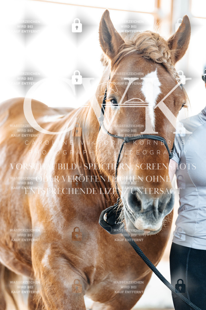 CK906414 | Turnierfotografie Pferdefotografie Trier Rheinland-Pfalz Pferdesport Reitsport Tierfotografie Sportfotografie Pferdevideo Pferdevideografie Equestrianvideography equestrianphotography  - Realisiert mit Pictrs.com