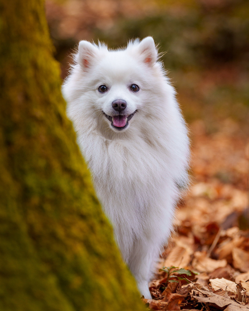 allesWIRTHgut Tierfotografie - 7IV03361 | Professionelle Tierfotografie in Mönchengladbach von Daniel Wirth (allesWIRTHgut). Liebevolle & natürliche Bilder von Hunden & Katzen für unvergessliche Erinnerungen.