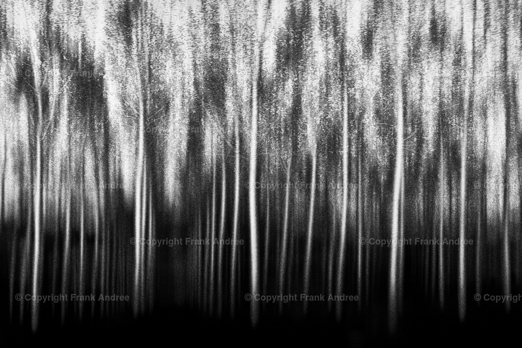 Pappelwald | Abstrakt minimalistische Naturfotografie in schwarz weiß - Realisiert mit Pictrs.com