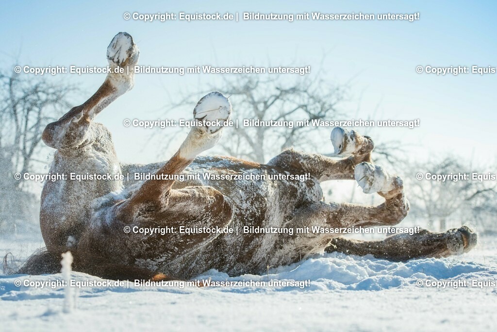 20160118_TOMsPiC_0374 | equistock