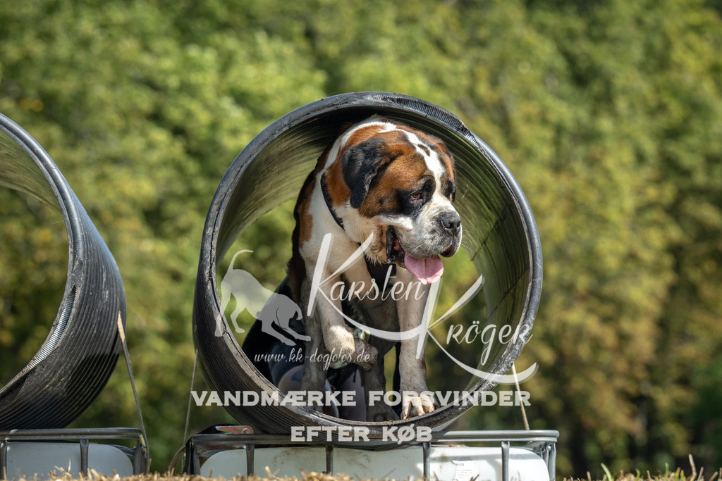 1305_ZZ92038 | kk-dogfotos