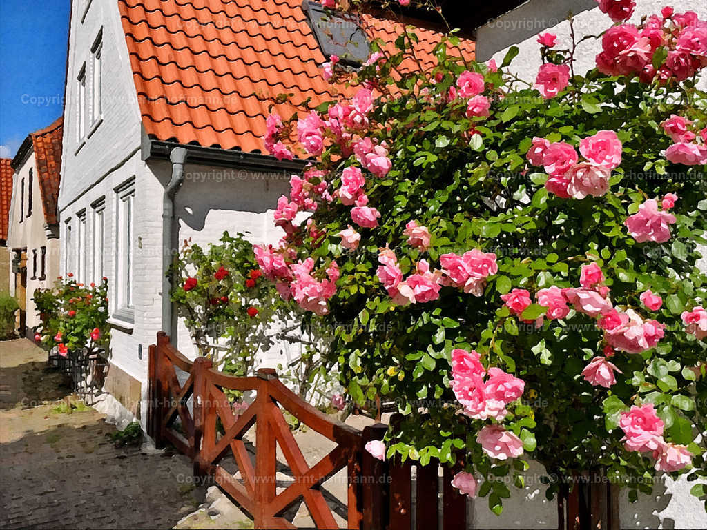 PDM2_9314_Arnis_80x60 | DIGITALKUNST. Rosenblüte in Arnis. __ Haus mit Rosenstrauch  in der " Langen Straße " der kleinen Stadt Arnis - der kleinsten Stadt Deutschlands. __ Seitenverhältnis = 4 zu 3 - Realisiert mit Pictrs.com