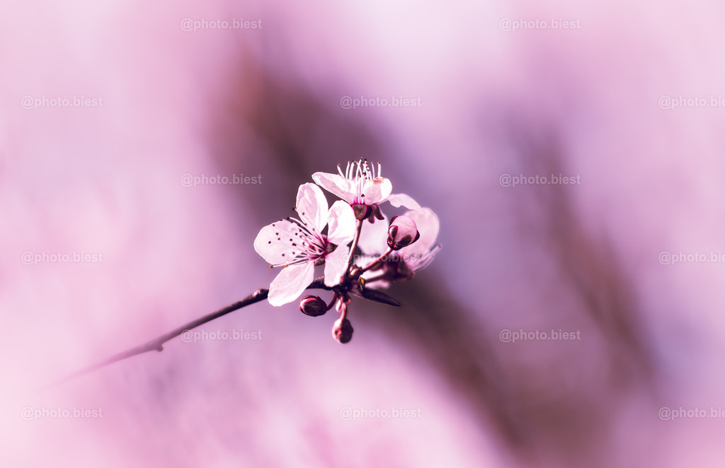 Im Blütenmeer | Frische Blüten im endlosen Bokeh. - Realisiert mit Pictrs.com