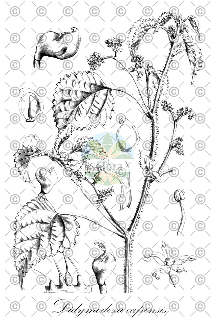 HistAbb_wfo-0000943229_1_ENZY_Simple | Historische Abbildung von Didymodoxa capensis - Urticaceae | Historical Illustration of Didymodoxa capensis - Urticaceae