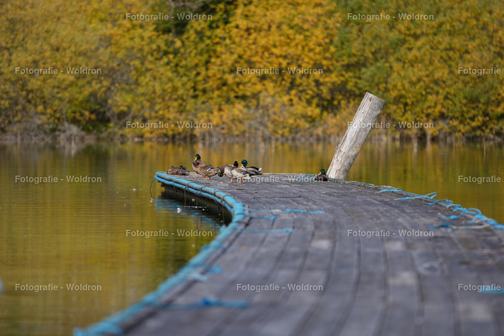 20221023 Erlaufsee - Lunz am See - Mariazell-22 | Fotografie Woldron