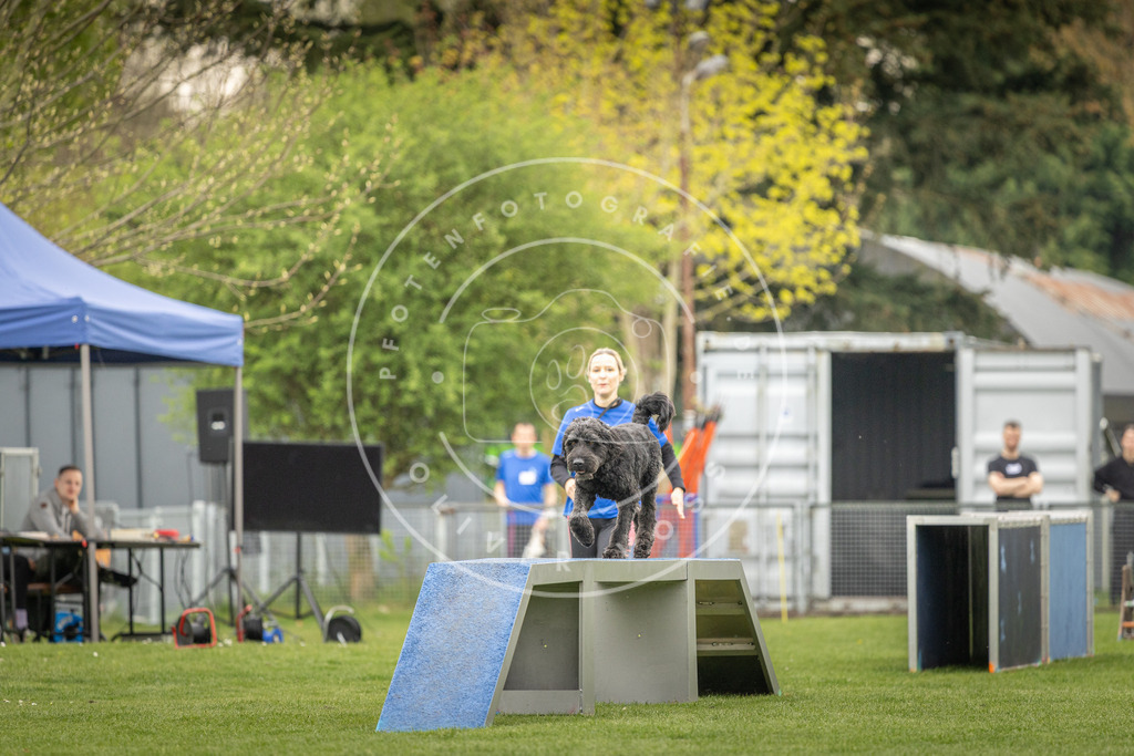 Pfotenfotografie_DV3A1405 | Hundefotografie, Tierfotograf, Pfotenfotografie, Fotoshooting Hund, Hunde Portrait, Hundesport, Hundeportraits, Heideshooting, Hunde, Sportfotograf, Hundefotograf, Turnierhundsport, THS,  - Realisiert mit Pictrs.com