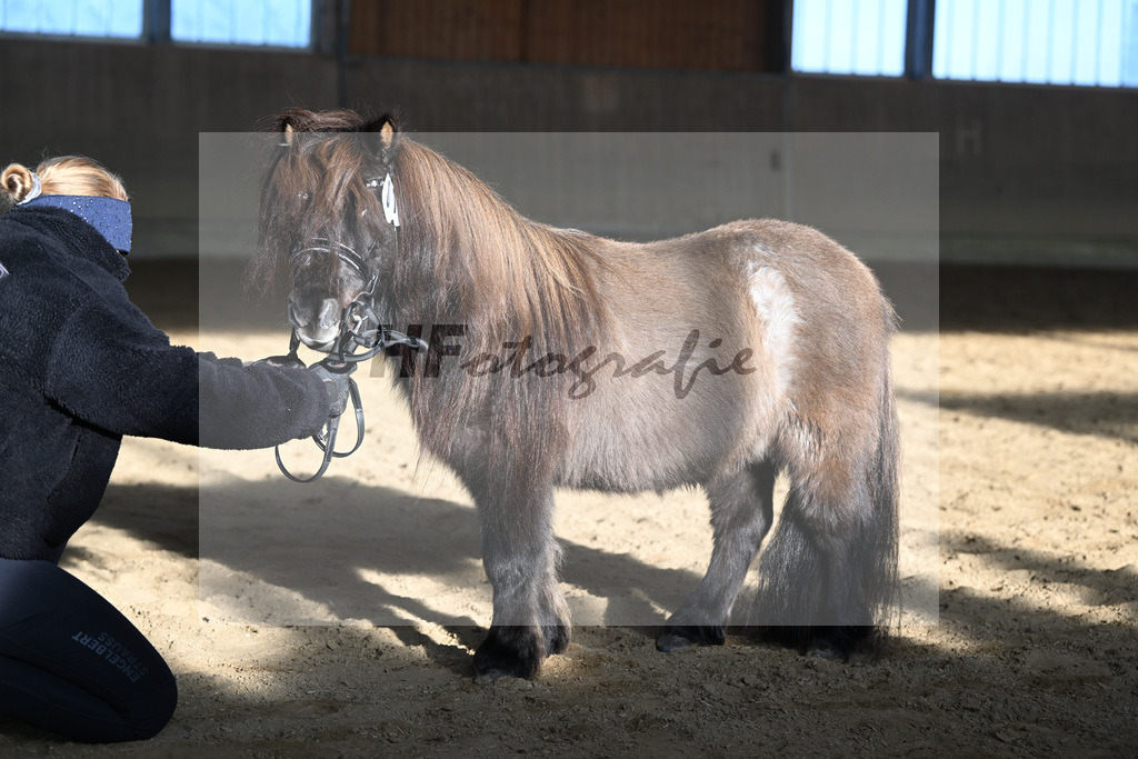 Kat-Nr. 13 Tassilo vom Radebachtal v. MLs Tamino_Gossing_49250583 | hf-fotografie - Realisiert mit Pictrs.com