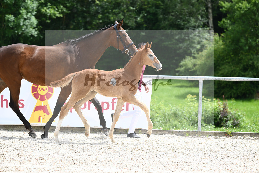 Chacoon Blue x Balous Bellini_HF_Foth_20240516 | hf-fotografie - Realisiert mit Pictrs.com