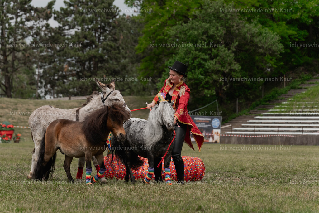 Showprogramm-258 | working equitationturnier fotograf videograf stoibphotography marixx film working equitation deutschland reitsport turnierfotografie eventfotografie equestrian events