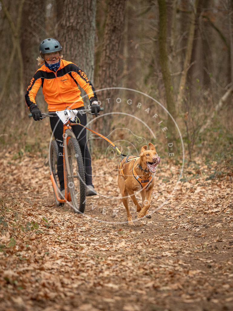 Pfotenfotografie_DV3A0730 | Hundefotografie, Tierfotograf, Pfotenfotografie, Fotoshooting Hund, Hunde Portrait, Hundesport, Hundeportraits, Heideshooting, Hunde, Sportfotograf, Hundefotograf, Turnierhundsport, THS,  - Realisiert mit Pictrs.com