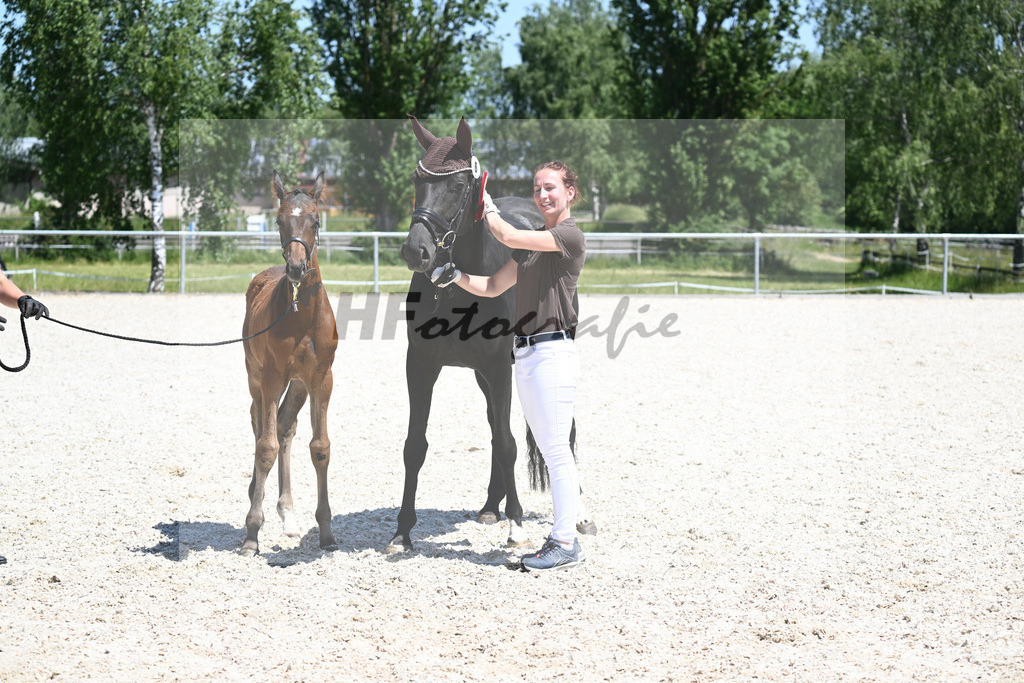 Kat-Nr. 6 HF Sir Donnerhall I_Hummer_16230691 | hf-fotografie - Realisiert mit Pictrs.com