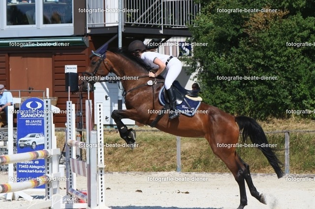 Zeit L (17) | Fotografie, Tiere, Hunde, Katzen, Pferde, Sportfotografie, Fotosession, Tierfotografie, Turnierfotografie, Fotografin, Fotograf - Realisiert mit Pictrs.com