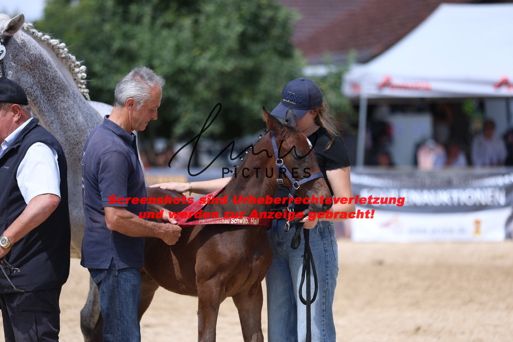 Fohlenschau_Schwäbisch_Hall_springbetonte_Fohlen_RESERVE SIEGERFOHLEN_KN 23_4 | lmwpictures - Realisiert mit Pictrs.com