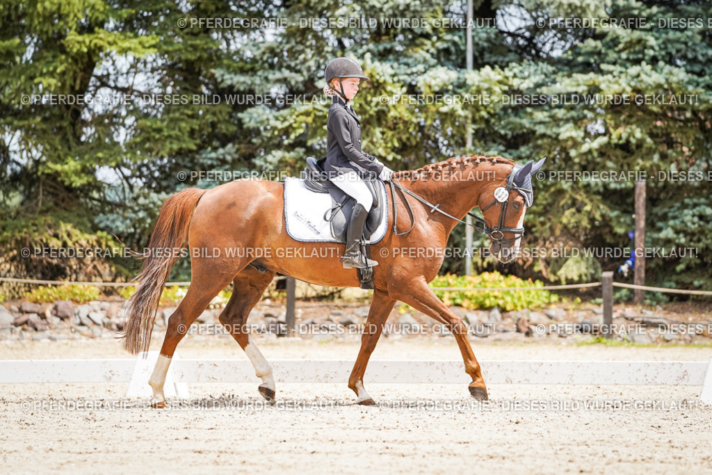 DSC03312 | Pferdegrafie