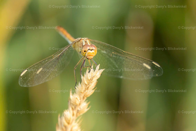 202239 | Tierfotografie, Tierkalender, Tierbilder, Insekten, Spinnen, Vögel, Schmetterling, Libellen, Leinwand, Colorkey, Qualität, Geschenkartikel, Geschenk - Realisiert mit Pictrs.com