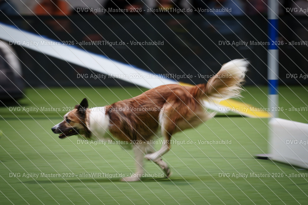 allesWIRTHgut_Tierfotografie-DVG_Agility_Masters_2026-16_52-7R508887 | Professionelle Tierfotografie in Mönchengladbach von Daniel Wirth (allesWIRTHgut). Liebevolle & natürliche Bilder von Hunden & Katzen für unvergessliche Erinnerungen.