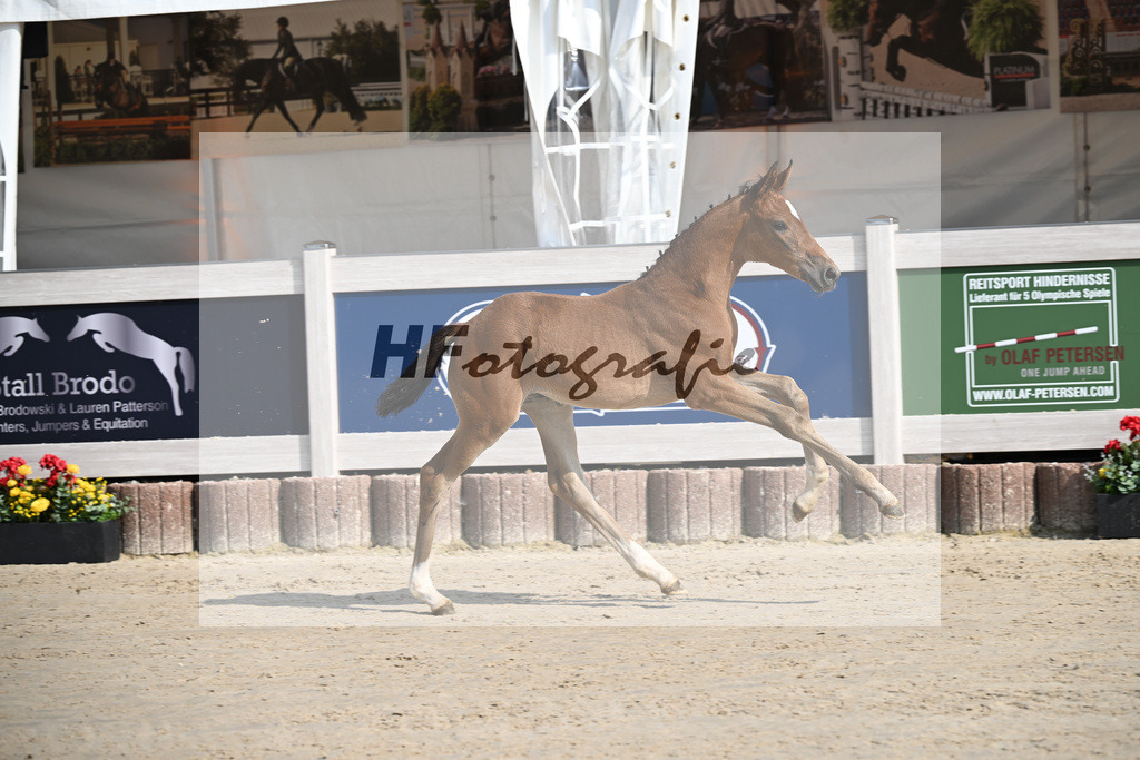 Fuerst Zonik x Vitalis_SF_Haering_12250022 | hf-fotografie - Realisiert mit Pictrs.com
