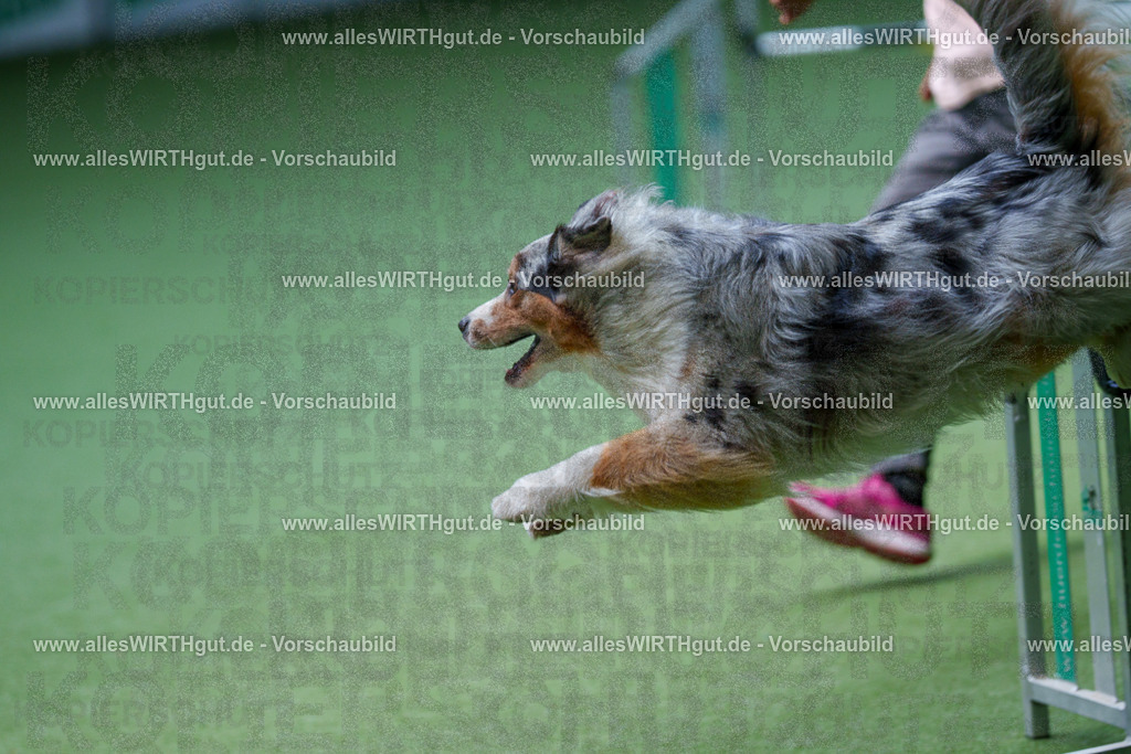 @allesWIRTHgut_Tierfotografie - www.allesWIRTHgut.de - 2604251212-7R501053 | Professionelle Tierfotografie in Mönchengladbach von Daniel Wirth (allesWIRTHgut). Liebevolle & natürliche Bilder von Hunden & Katzen für unvergessliche Erinnerungen.