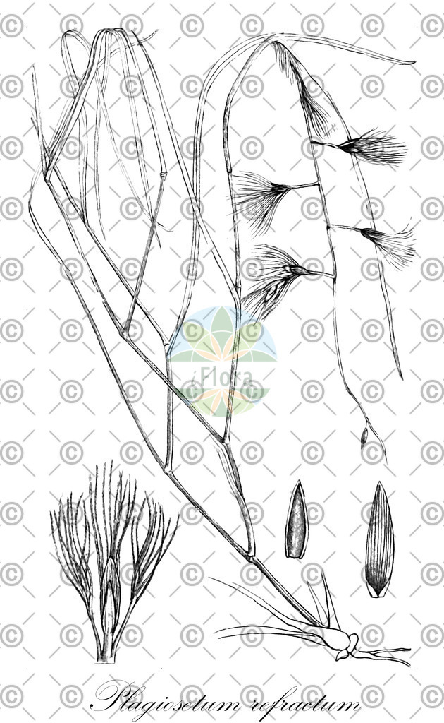 HistAbb_wfo-0000274041_1_ENZY_Simple | Historische Abbildung von Plagiosetum refractum - Poaceae | Historical Illustration of Plagiosetum refractum - Poaceae
