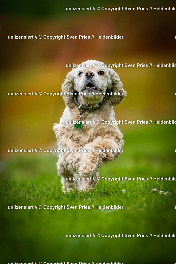 Sven Pries | 2025-04-13 - Hunderennen Baden-Baden - Realisiert mit Pictrs.com