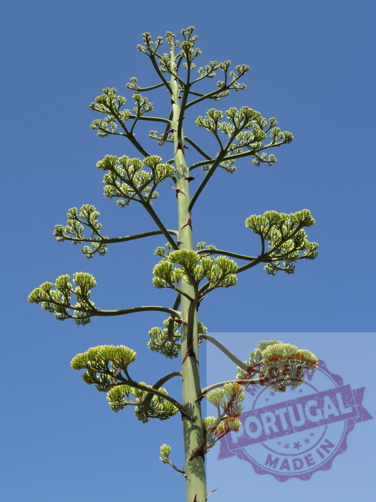 Agave americana flower stalk reaching blue sky | Agave americana flower stalk growing against a clear blue sky - Realized with Pictrs.com