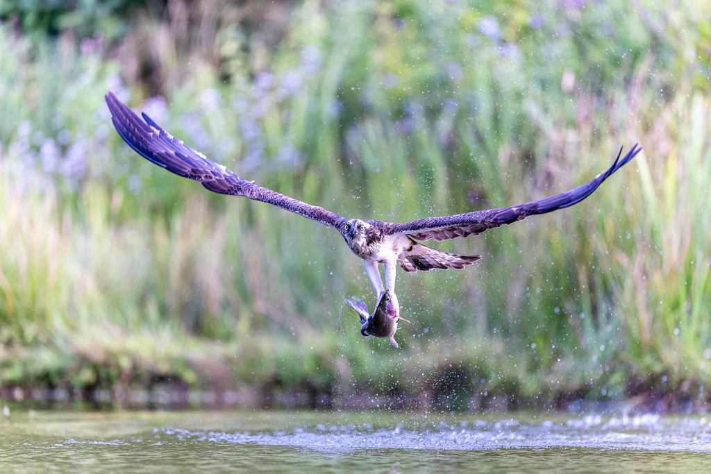 DSC_5464-NEF_DxO_DeepPRIMEXD | Ich fotografiere aus Leidenschaft auf meinen Reisen und im Rhein- / Ruhrgebiet , Landschaften, Tiere und Porträts. 

Kaufen Sie die Bilder (u.a. Venedig, Südtirol, Galapagos, Düsseldorf, Indien, Blumen etc.) in einer geschützten Galerie bequem online. - Realisiert mit Pictrs.com