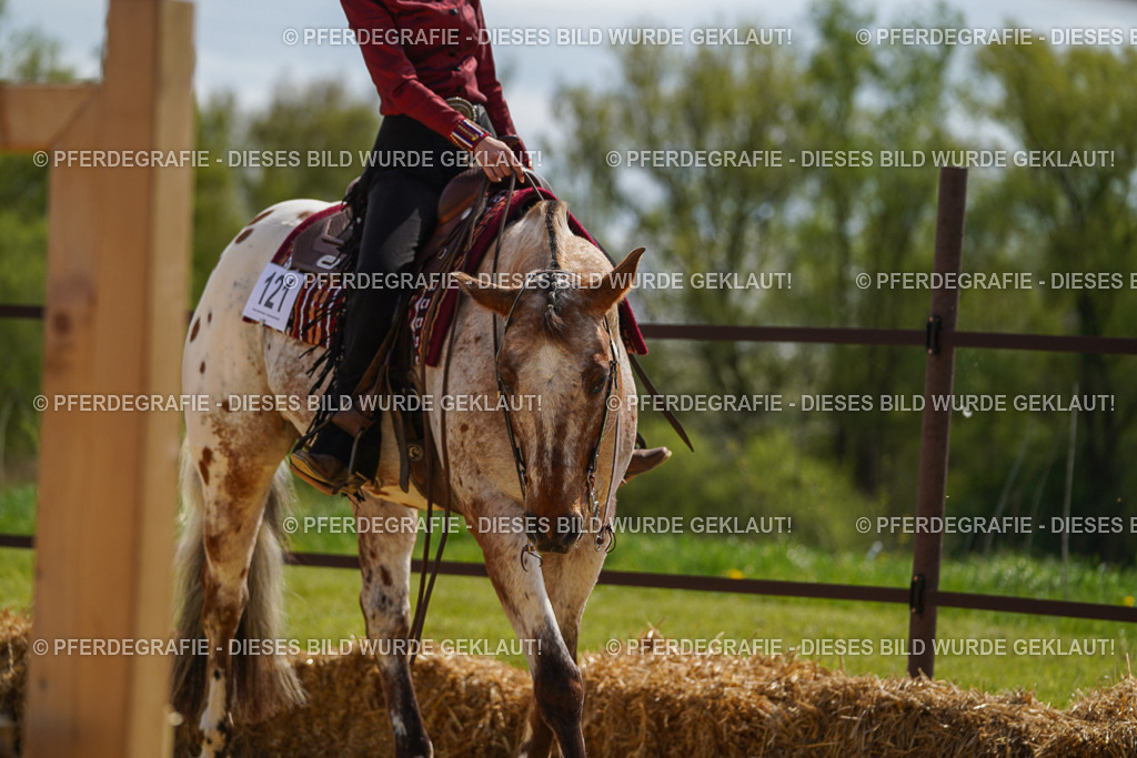 DSC04373 | Pferdegrafie