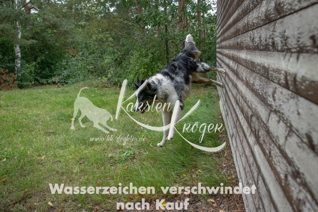 1328_ZZ93499-2-Bearbeitet | kk-dogfotos