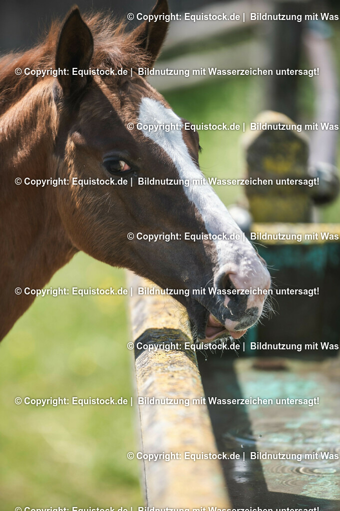 20210617_Fohlen_0246 | Foto: Thomas Hartig