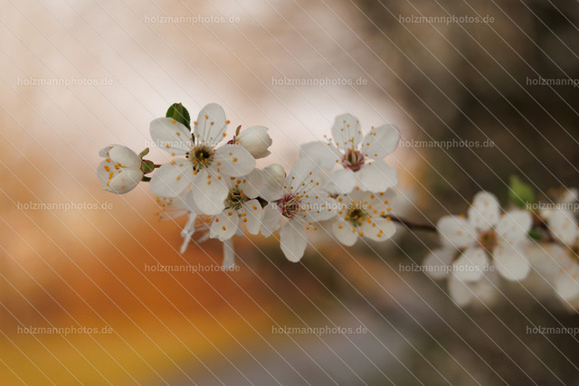 _MG_9845 | Fotograf Leipzig für Hochzeiten, Familienfeste & Porträts. Persönlich, ehrlich & echt – Emotion im Fokus. Jetzt Fotoshooting bei Holzmannphotos buchen!