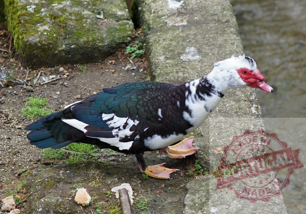 Muscovy duck standing on concrete bank near water | Muscovy duck displaying its characteristic red caruncles and iridescent feathers - Realized with Pictrs.com