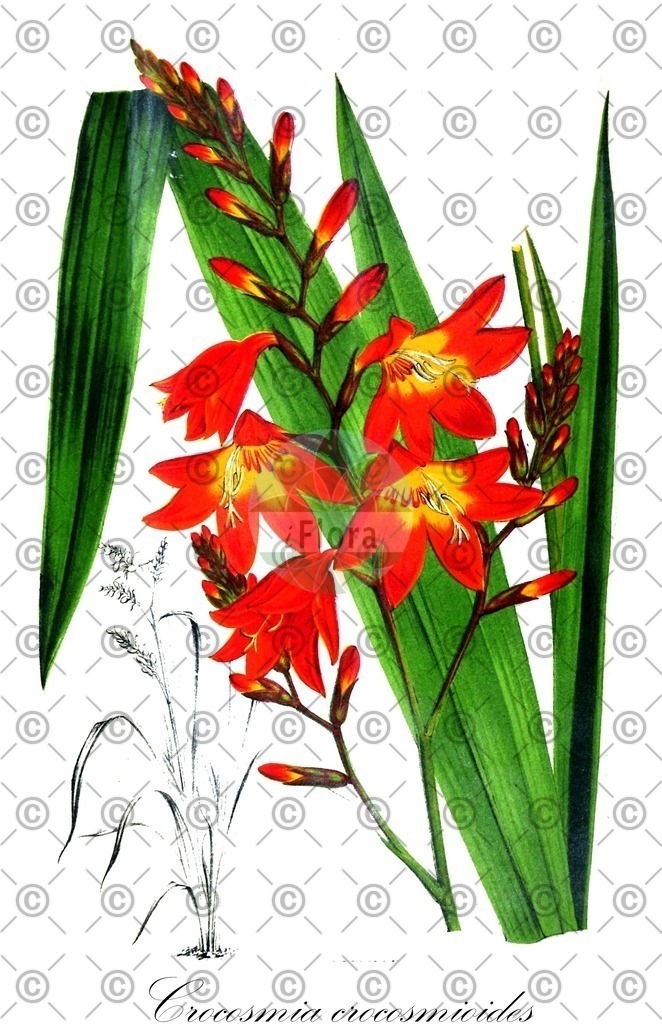 HistAbb_wfo-0000789185_1_ENZY_Simple | Historische Abbildung von Crocosmia crocosmioides - | Historical Illustration of Crocosmia crocosmioides - 
