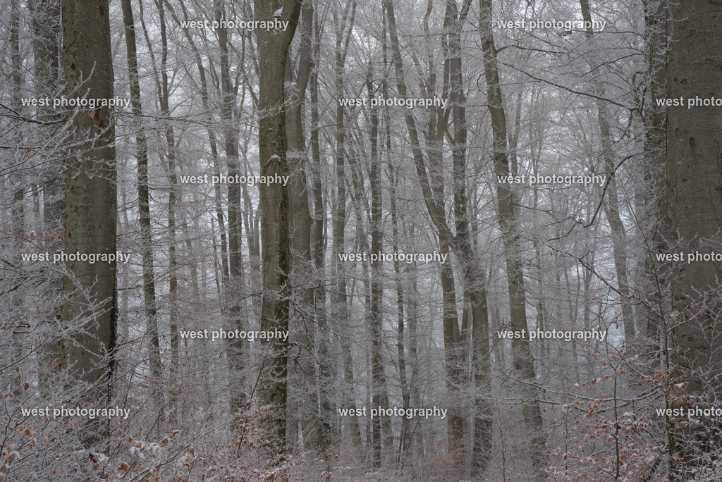 Gempen Forest - SUI 2017 | west photography - Realisiert mit Pictrs.com