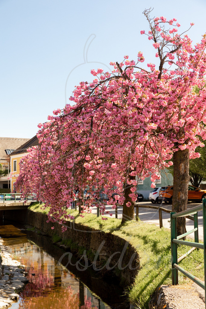 Zierkirschblüte Seitenstetten | Ihre Fotografin im Lungau, ihre Fotografin im Mostviertel, Wandbilder Onlineshop, Imagefotos für Ihr Unternehmen,  - Realisiert mit Pictrs.com