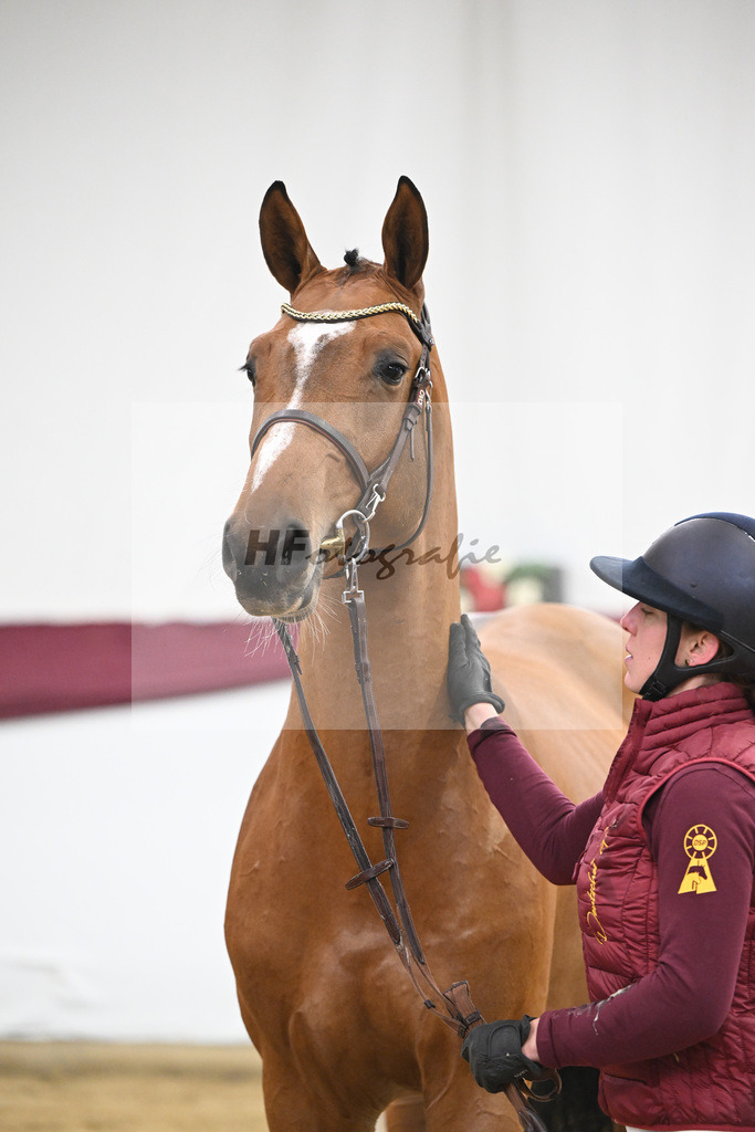 Kat-Nr. 98 Echo van_t Spieveld x Quidam de Revel_Anna-Sophie Kosch_47253183 | hf-fotografie - Realisiert mit Pictrs.com