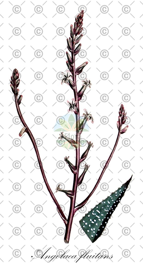 HistAbb_wfo-0000536542_74_ENZY_Simple | Historische Abbildung von Angolaea fluitans - Podostemaceae | Historical Illustration of Angolaea fluitans - Podostemaceae