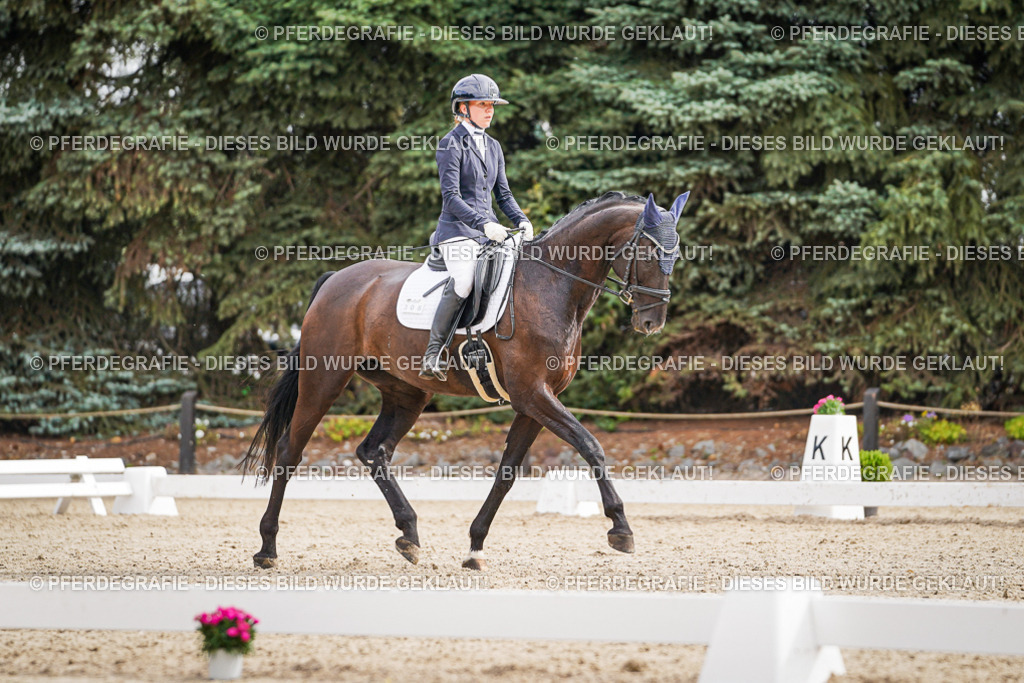 DSC01883 | Pferdegrafie