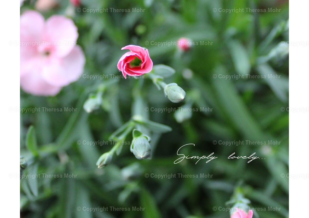 "Simply lovely" - Kleine rosa Nelke | Naturpuls - Realisiert mit Pictrs.com
