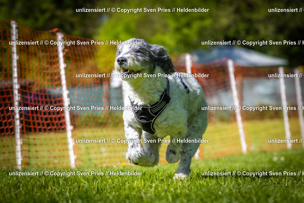 Hunderennen_April_2026_809 | 2026-04-26 - Hunderennen Baden-Oos April 2026 - Realisiert mit Pictrs.com
