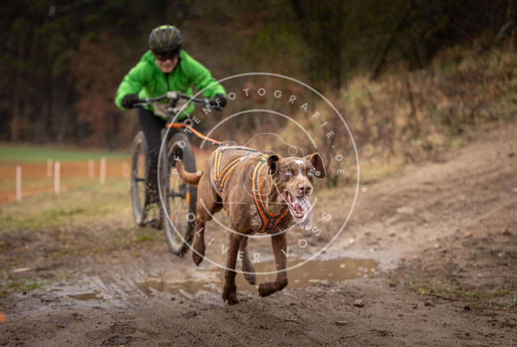 DV3A9467 | Hundefotografie, Tierfotograf, Pfotenfotografie, Fotoshooting Hund, Hunde Portrait, Hundesport, Hundeportraits, Heideshooting, Hunde, Sportfotograf, Hundefotograf, Turnierhundsport, THS,  - Realisiert mit Pictrs.com