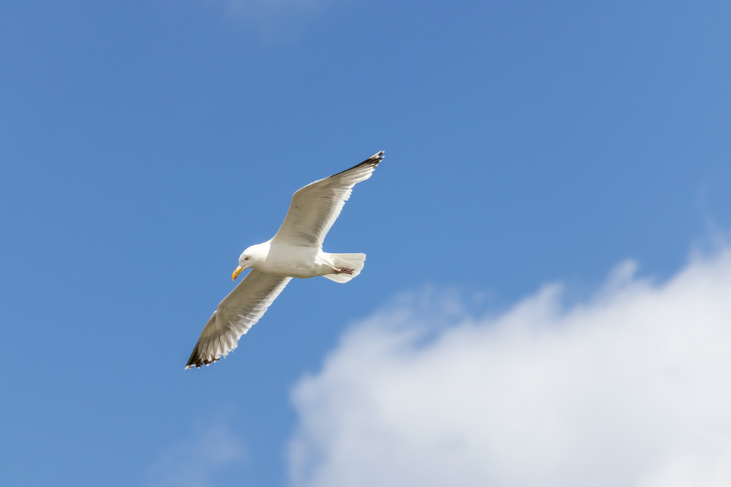 Wandbild: Möwe über dem Strand | Dieses Wandbild im Querformat zeigt eine Möwe die über dem Strand in Weidefeld fliegt. Im Hintergrund ist der blauer Himmel sowie eine helle Wolke zu sehen.  - Realisiert mit Pictrs.com