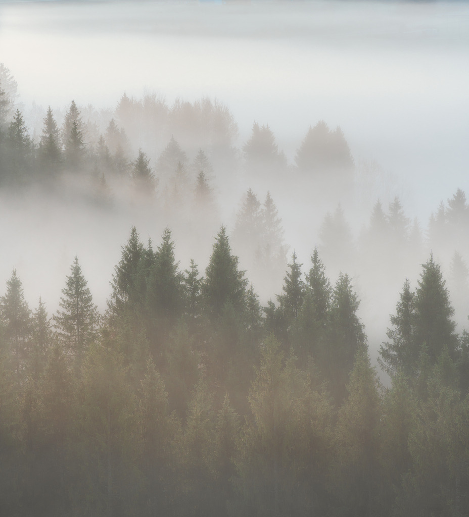 Tannen im Nebel | Nebel über dem Hochmoor von Biberbrugg - Realisiert mit Pictrs.com
