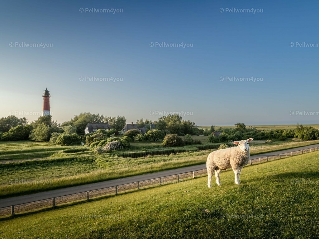 pellworm-kalender-2024-23-denoise-enhance-2x-sharpen | Pellwormer Bilder und Fotos als Poster, auf Leinwand mit Keilrahmen, hinter Acrylglas, auf Alu-Dibond oder Forex-Platte und vieles mehr. Zum verschenken, für die Ferienwohnung oder für zu Hause. - Realisiert mit Pictrs.com