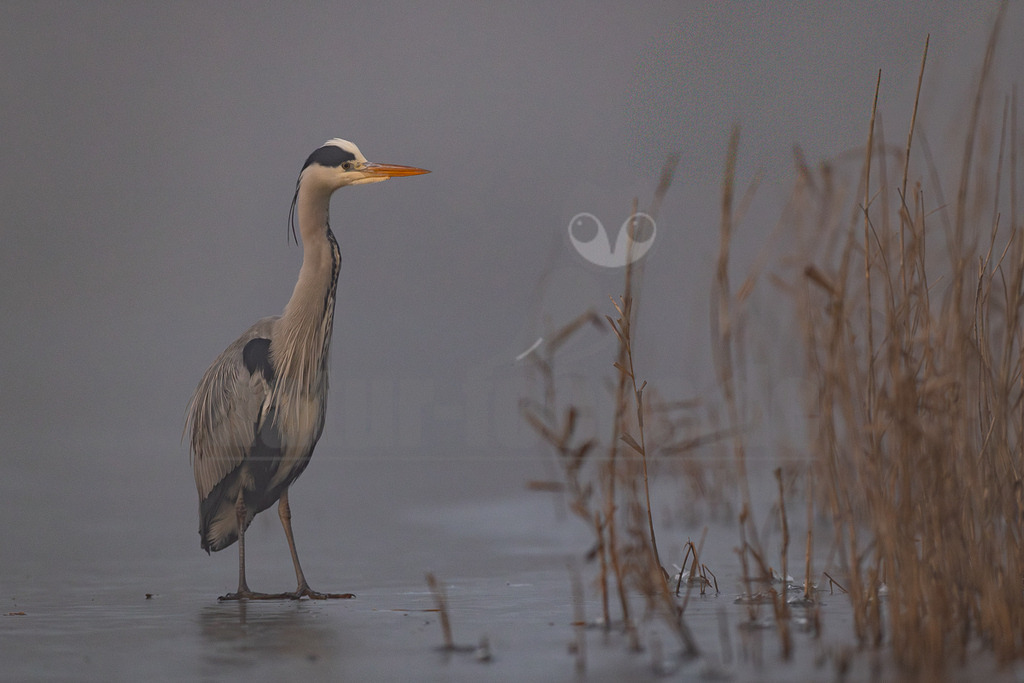 R5M29006_20251228 | Ein Graureiher (Ardea cinerea) steht auf einer dünnen Eisfläche am Rande eines Gewässers, umgeben von trockenem Schilf. Der Vogel blickt nach rechts, sein orangefarbener Schnabel und die markante schwarz-weiße Kopfzeichnung sind deutlich zu erkennen. Die Szene ist in gedämpften Grautönen gehalten, was eine ruhige und neblige Atmosphäre vermittelt. - Realisiert mit Pictrs.com