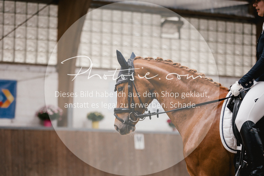 3I6A6745 | Stimmungsvolle Portraits und Reitsportfotografie im Ruhrgebiet und im Münsterland.

Pferdefotografie, Hundefotografie, Tierfotografie, Reportagen, Portraits von Tier und Mensch, Turnierfotografie in Bochum, Recklinghausen, Marl, Haltern am See, Dülmen.. - Realisiert mit Pictrs.com