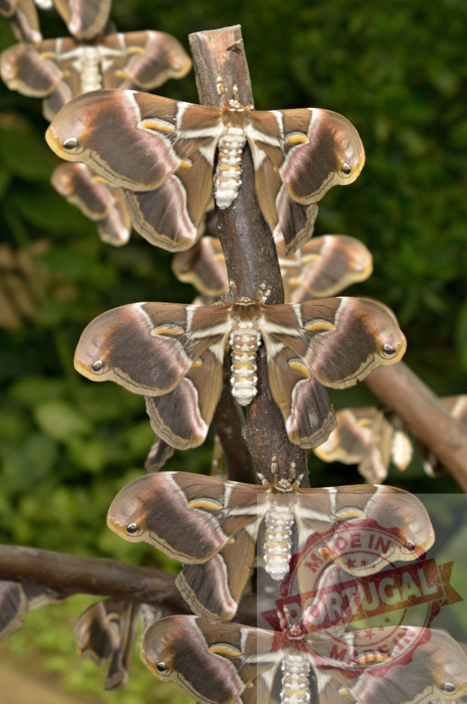 Atlas moths resting on branch with green background | Beautiful atlas moths resting on a branch with green bokeh background - Realized with Pictrs.com
