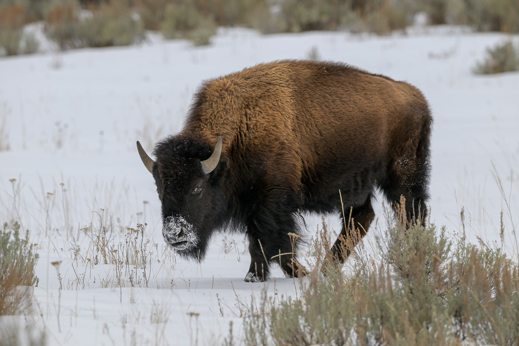 2024-366 | Bison im Lamar Valley. - Realisiert mit Pictrs.com