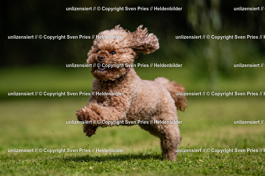 Sven Pries | 2024-09-22 - Hunderennen Baden-BadenPudelverein - Realisiert mit Pictrs.com